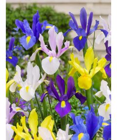 Iris hollandica mixed