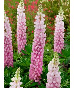 Lupine the chatelaine