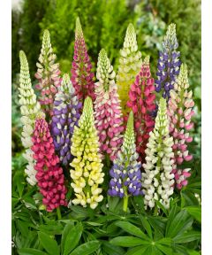Lupine russell hybrid mixed