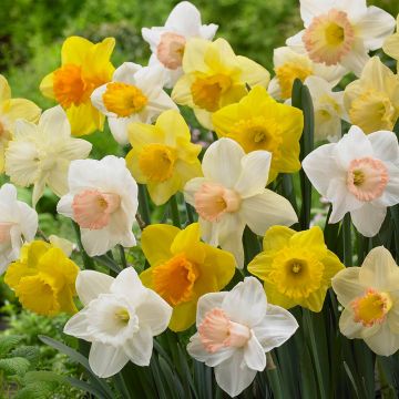 Narcissi & Daffodils